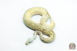 6296 1.0 LEO SPOTNOSE PASTEL FIRE CLOWN