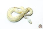 6296 1.0 LEO SPOTNOSE PASTEL FIRE CLOWN - Image 2