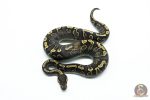 6298 0.1 SUPER GHI YB - Image 3