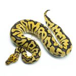 6303 0.1 SPOTNOSE ASPHALT CLOWN