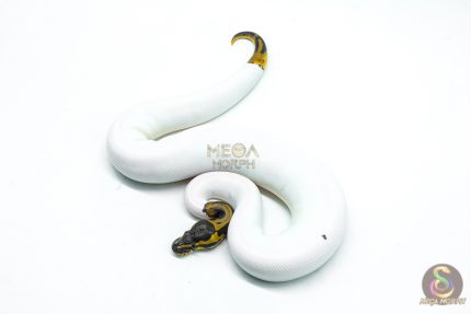 6313 0.1 LEO PIED