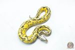 6317 1.0 BH PASTEL VANILLA FIRE - Image 2