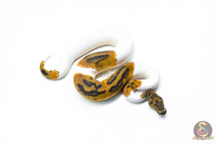 6320-2-1.jpg 6320 1.0 CLOWN PIED - Image 2