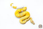 6332 0.1 CANDY PIED - Image 2