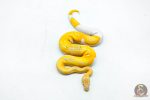 6332 0.1 CANDY PIED - Image 3