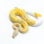 6333 1.0 CANDY / CANDINO PIED