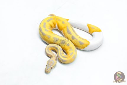 6333 1.0 CANDY / CANDINO PIED