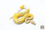 6333 1.0 CANDY / CANDINO PIED - Image 2
