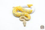 6333 1.0 CANDY / CANDINO PIED - Image 3