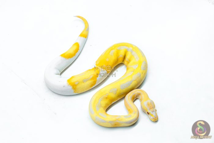 6335-2-1.jpg 6335 0.1 CANDY / CANDINO PIED - Image 2