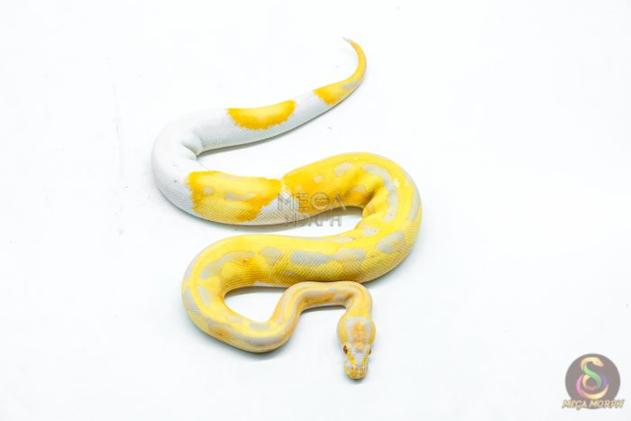 6335-3-1.jpg 6335 0.1 CANDY / CANDINO PIED - Image 3