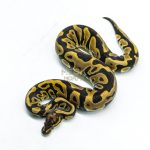 6337 0.1 LEO FIRE H.CLOWN 50%H.DG