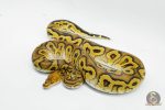 6430 1.0 CYPRESS CLOWN