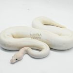 6431 0.1 IVORY CLOWN (CYPRESS)