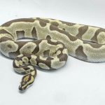 6437 1.0 ENCHI LEOPARD DG