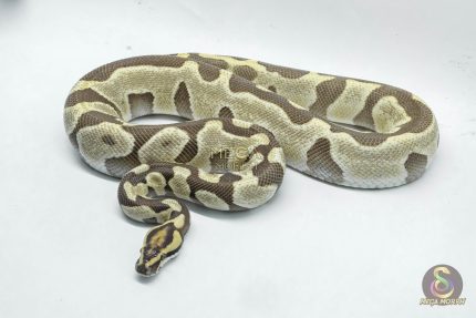 6437 1.0 ENCHI LEOPARD DG