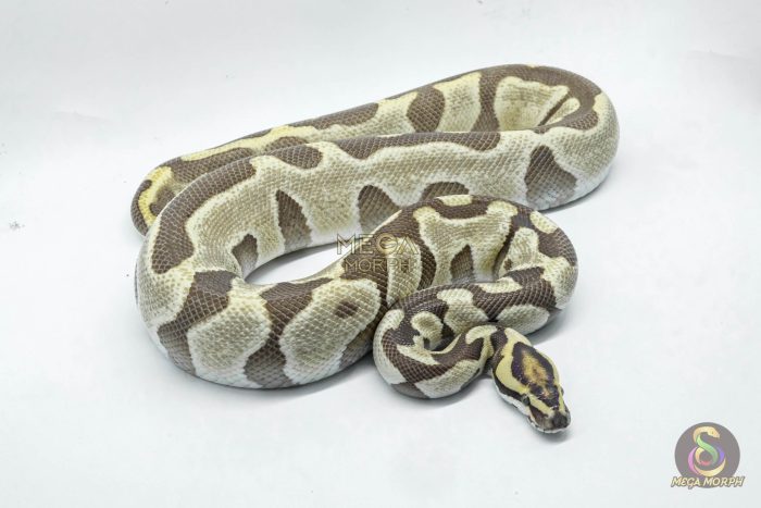 6437-2-1.jpg 6437 1.0 ENCHI LEOPARD DG - Image 2