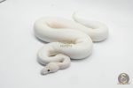 6438 1.0 ENCHI SPOTNOSE IVORY CLOWN