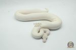 6438 1.0 ENCHI SPOTNOSE IVORY CLOWN - Image 2
