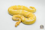 6450 0.1 YELLOW BELLY GRAIL