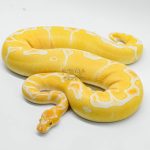 6450 0.1 YELLOW BELLY GRAIL