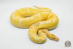 6450 0.1 YELLOW BELLY GRAIL - Image 2