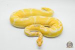 6450 0.1 YELLOW BELLY GRAIL - Image 3