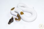 6501 1.0 ORANGE DREAM MOJAVE PIEBALD