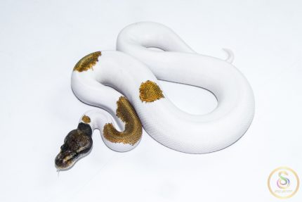 6501 1.0 ORANGE DREAM MOJAVE PIEBALD
