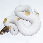 6502 1.0 ORANGE DREAM MOJAVE YELLOW BELLY PIEBALD
