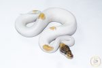 6502 1.0 ORANGE DREAM MOJAVE YELLOW BELLY PIEBALD - Image 2