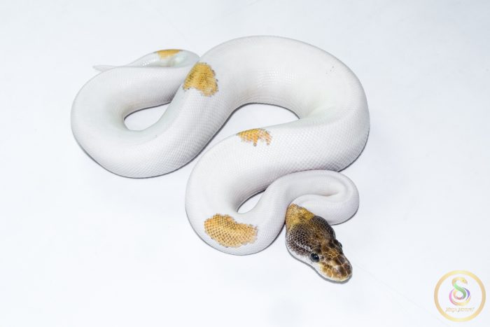 6502-2 6502 1.0 ORANGE DREAM MOJAVE YELLOW BELLY PIEBALD - Image 2