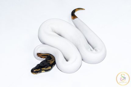 6503 1.0 ORANGE DREAM PIEBALD