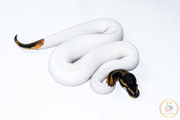 6503 1.0 ORANGE DREAM PIEBALD - Image 2