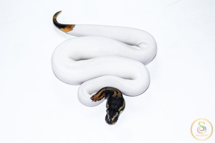 6503 1.0 ORANGE DREAM PIEBALD - Image 3