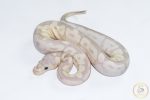 6505 0.1 SUPER BANANA CLOWN