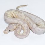 6505 0.1 SUPER BANANA CLOWN