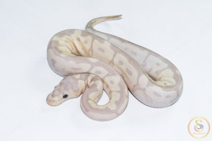 6505 0.1 SUPER BANANA CLOWN