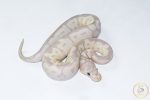 6505 0.1 SUPER BANANA CLOWN - Image 2