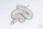 6506 0.1 SUPER BANANA BLADE CLOWN