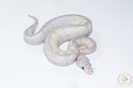 6506 0.1 SUPER BANANA BLADE CLOWN - Image 2