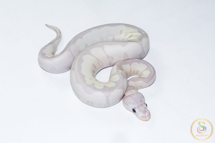 6506 0.1 SUPER BANANA BLADE CLOWN - Image 2