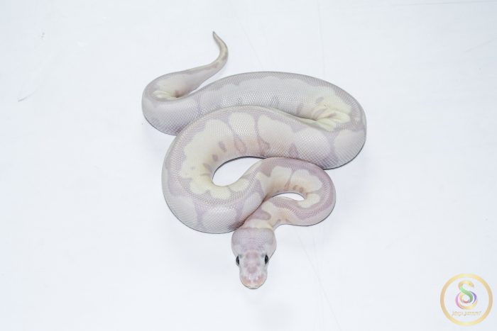 6506 0.1 SUPER BANANA BLADE CLOWN - Image 3