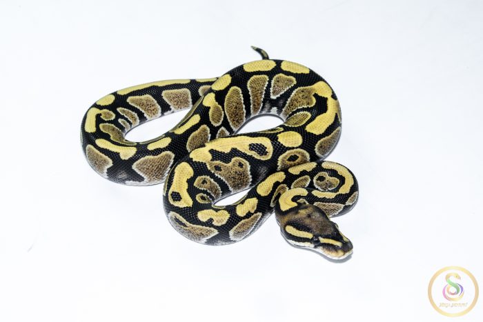 6507 0.1 DESERT GHOST - Image 2