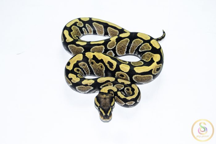 6507 0.1 DESERT GHOST - Image 3