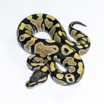 6508 1.0 DESERT GHOST