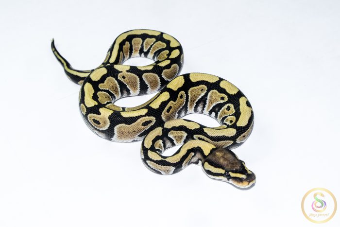 6509 0.1 DESERT GHOST - Image 2