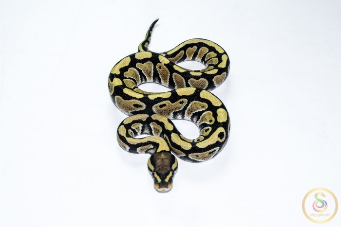 6509 0.1 DESERT GHOST - Image 3