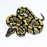 6510 0.1 DESERT GHOST