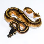 6511 1.0 BLACKHEAD ENCHI PIEBALD